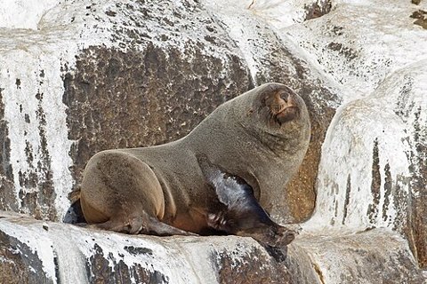 A brown fur seal — a related species, not the Antarctic fur seals in the cited study