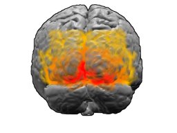 Diagram of the visual cortex