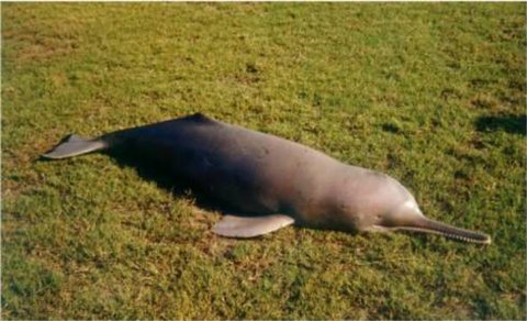 A dead Indus river dolphin specimen photographed for research — unrelated to the online allegation