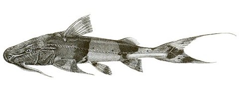 Historical illustration labelled Bagarius yarrelli — not a photograph of an alleged attacking fish