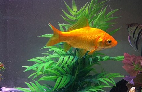 A goldfish — illustrative context, not a photograph or species identification of the exhibition fish