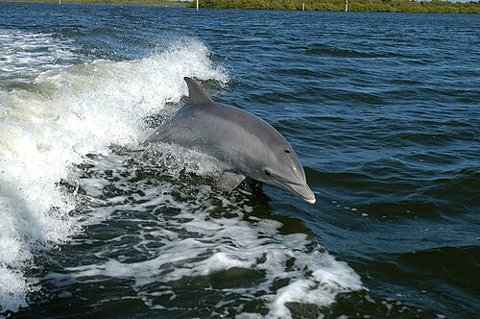 A bottlenose dolphin — species illustration