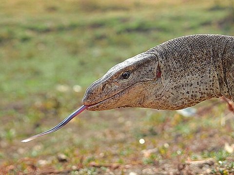 A Bengal monitor lizard — species illustration