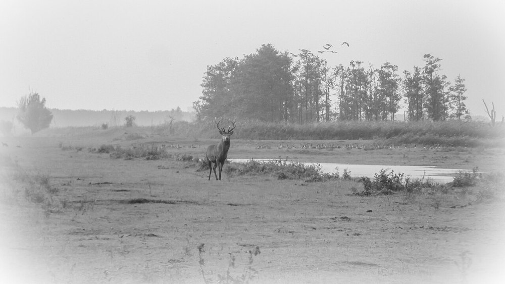Red deer at Oostvaardersplassen — reserve context