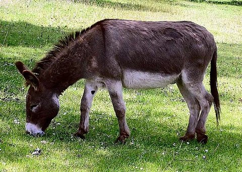 A donkey — species illustration