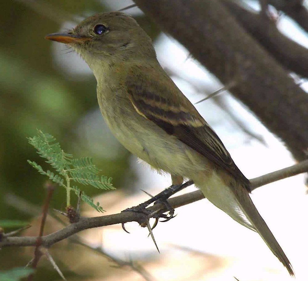 A southwestern willow flycatcher
