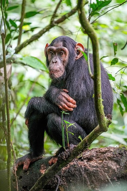 A chimpanzee — species illustration, not Travis